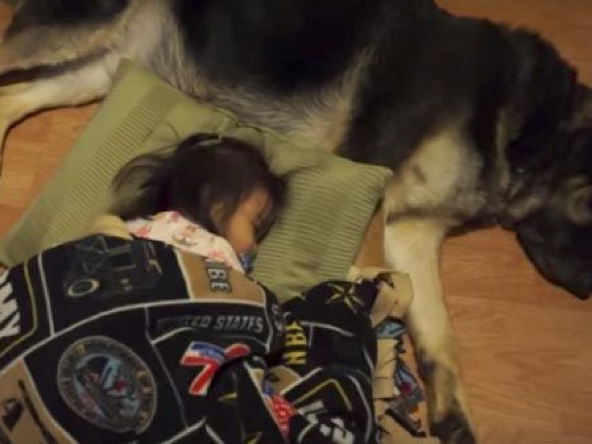 Una niña y su querido pastor alemán