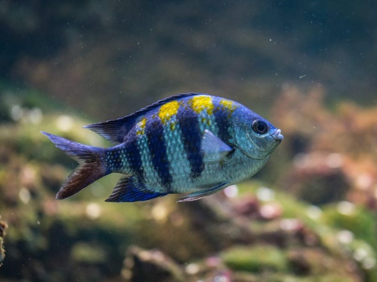 5 pasos para tener un acuario bonito
