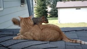 Gato y ardilla lo pasan genial