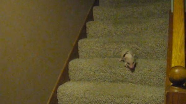 Cerdito bajando las escaleras