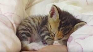 Gatitos dormidos en la mano