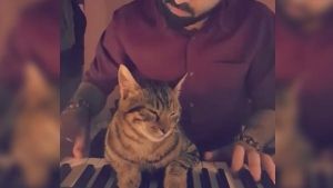 La afición de un gato por el piano