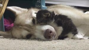 Papá perruno adopta a un gatito