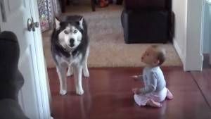 Husky imita el llanto de un bebé
