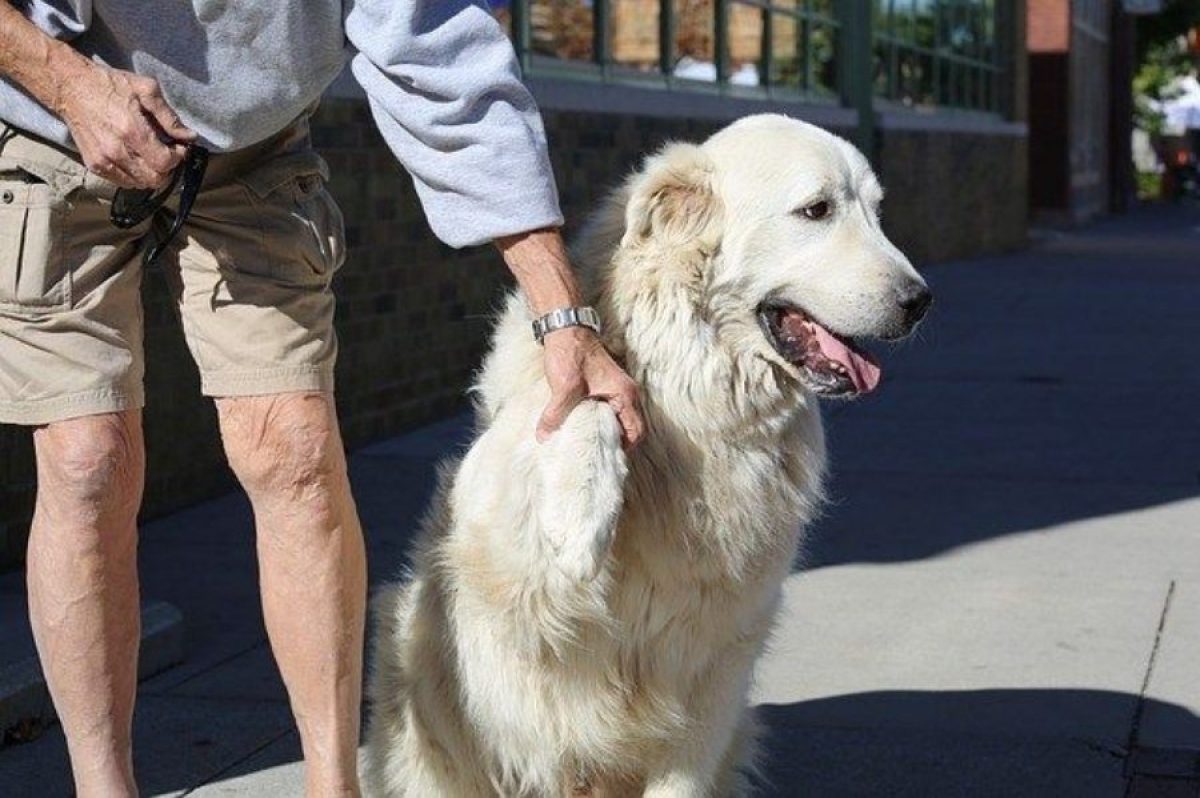 Todo tipo de hostilidad Masculinidad Cómo Curar una Herida a un Perro? I Tiendanimal