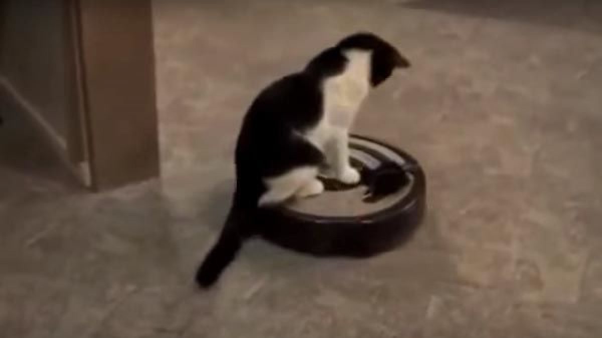Gatos y aspiradoras - Tiendanimal