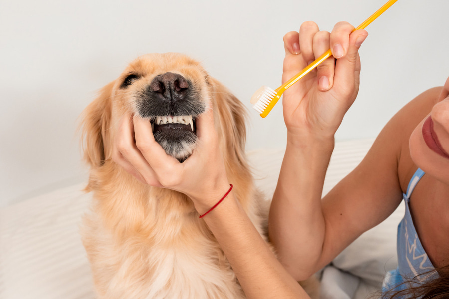 Qué es el sarro en perros, cómo se forma, cómo prevenirlo y tratarlo