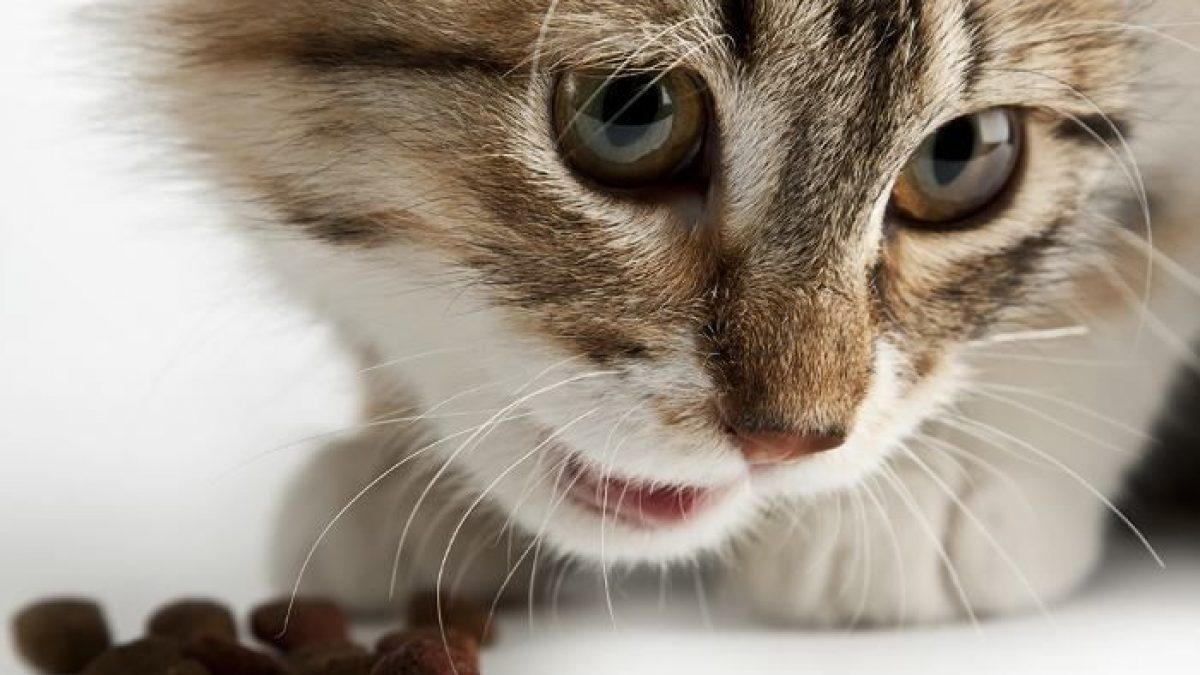 Perder Nacarado Serrado Alergias e intolerancias alimentarias en los gatos - TiendAnimal