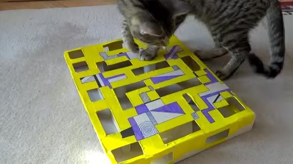 Gato juega con una caja sorpresa