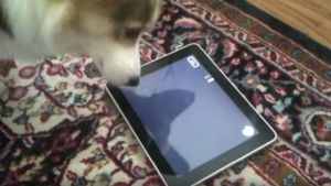 Mascotas que no se separan de su tablet