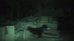 De noche todos los gatos.... juegan