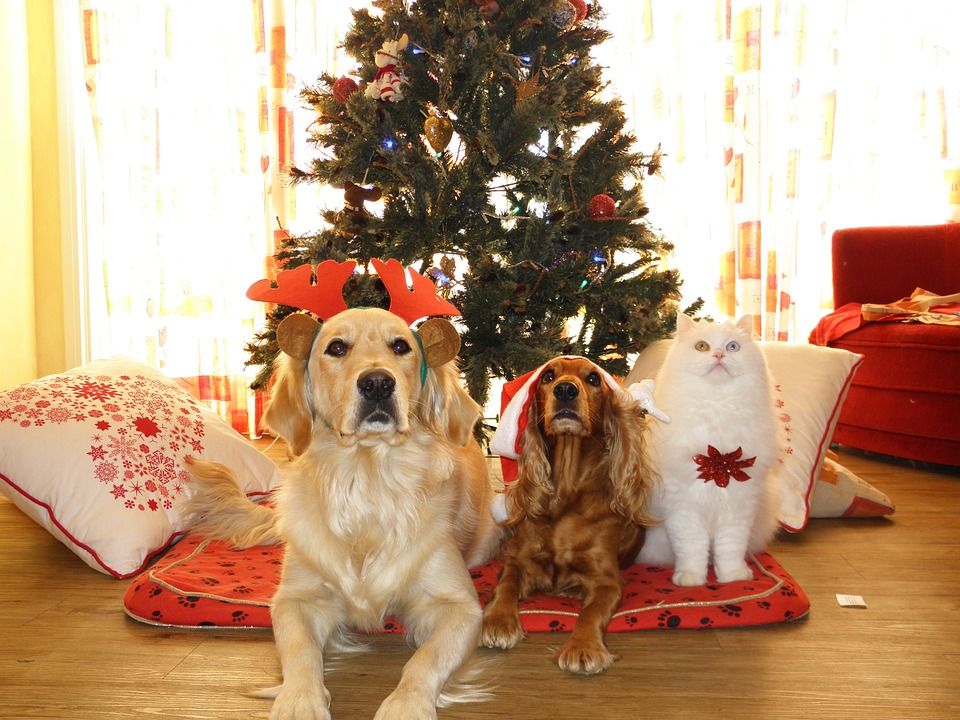 6 Razones para disfrutar de la Navidad con tu mascota
