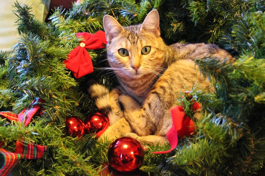 Consejos para decorar y cuidados para una Navidad con gatos