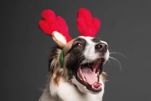 Perros-en-Navidad