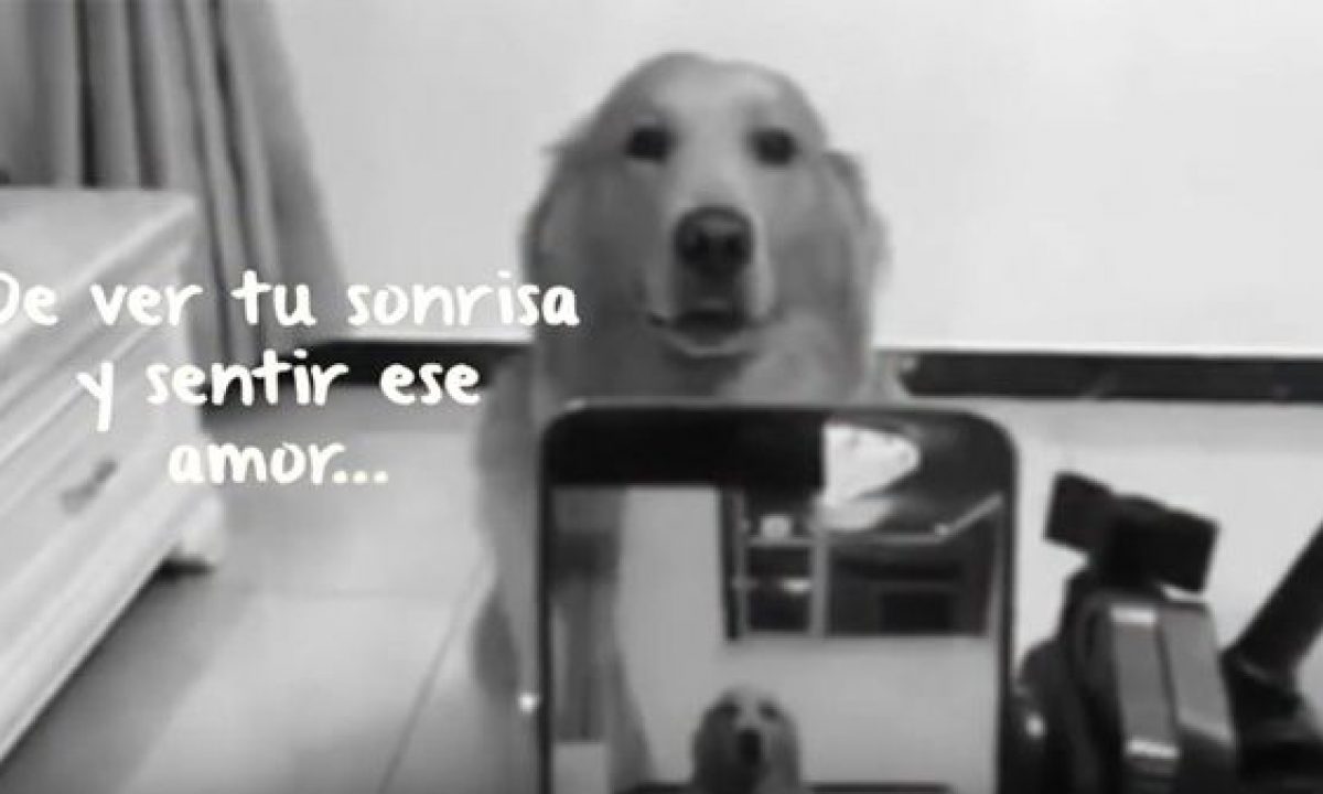 seguro Acrobacia Esquiar Canción para los Ángeles de Cuatro Patas - Tiendanimal
