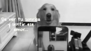 Canción para los ángeles de cuatro patas