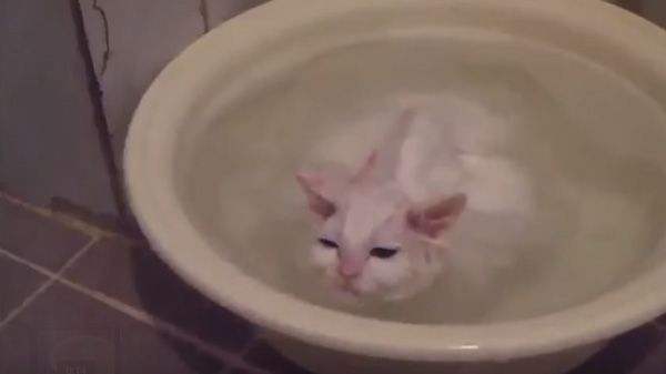 Gatito no quiere que acabe su baño
