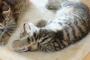 Gatos caseros: cuidados especiales
