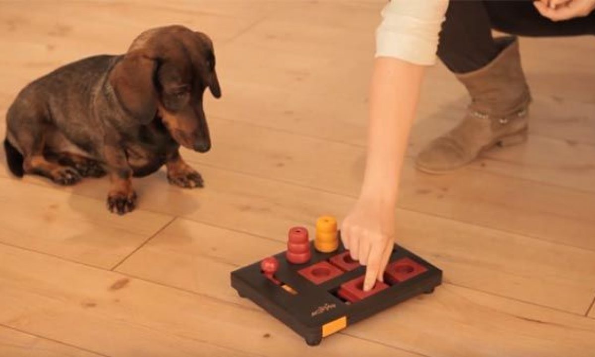 Gobernar equilibrio Maestro Estimulación cognitiva y mental para perros - Tiendanimal