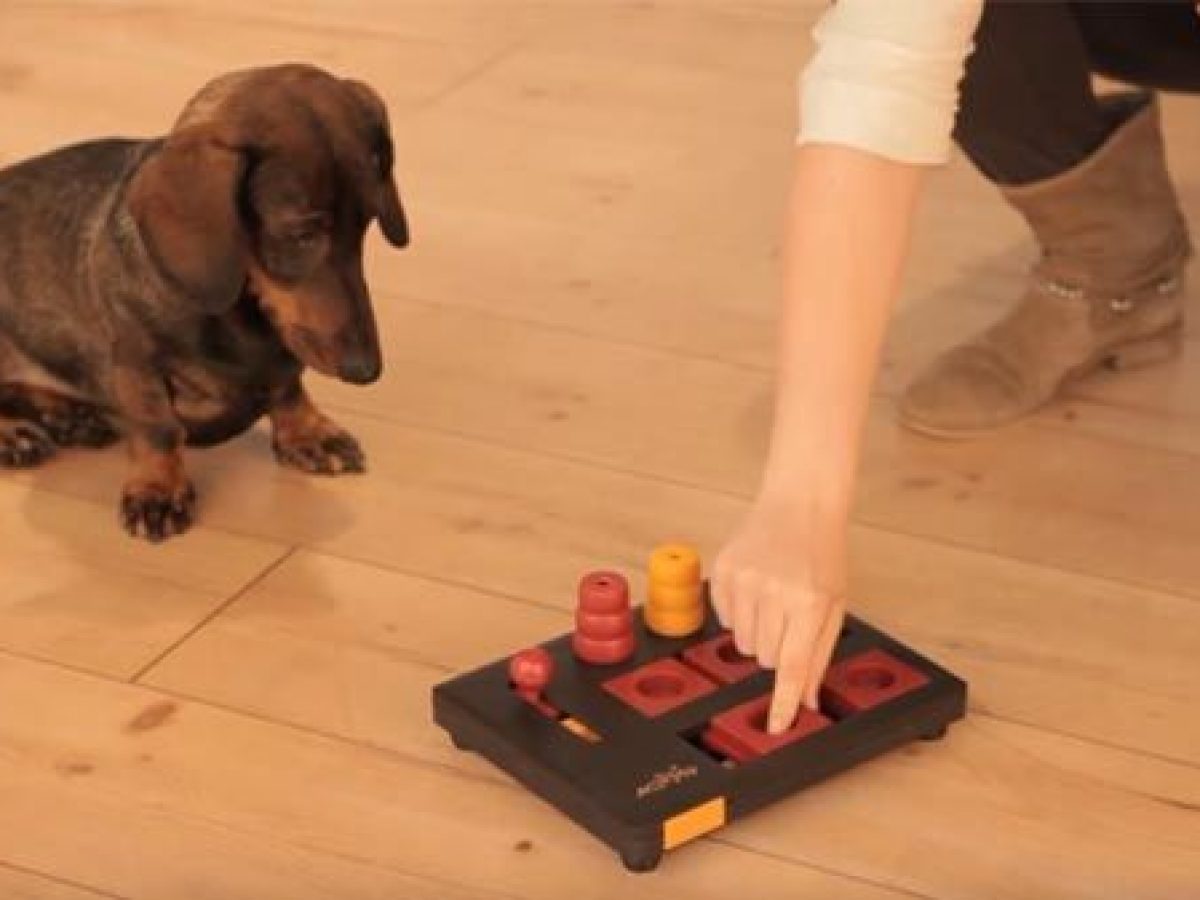 Estimulación cognitiva y juegos mentales para perros