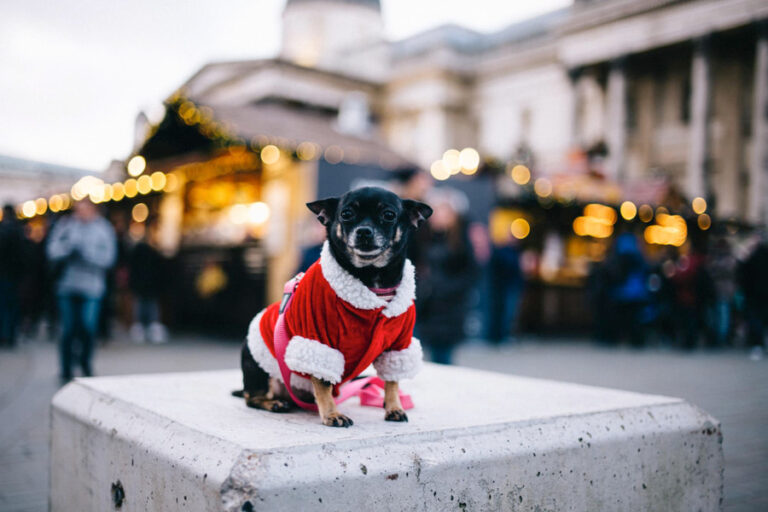 Planes y qué hacer en Navidad con perros