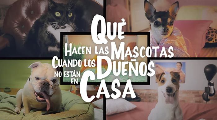 Qué hacen las Mascotas cuando los Dueños no están en Casa