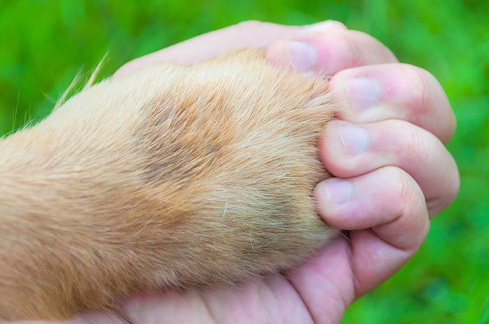 6 Razones por las que amamos a los animales