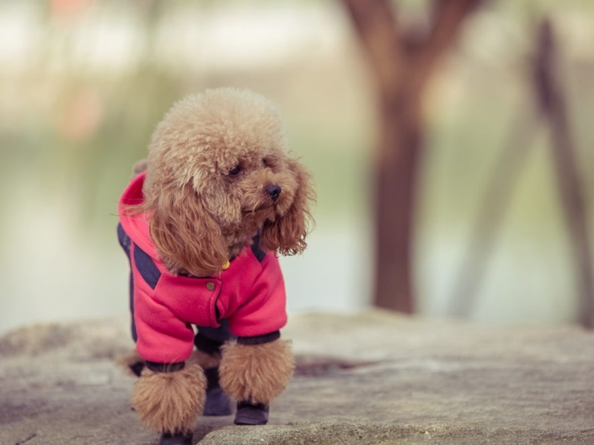Ropa para perros c mo acertar con la talla Tiendanimal