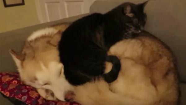 Gato y perro duermen acaramelados