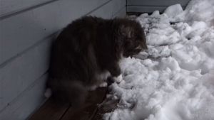 Gato se divierte jugando en la nieve