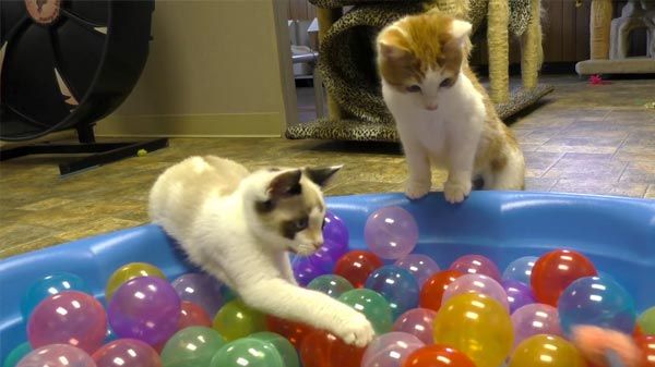 Gatos juegan en una piscina de bolas