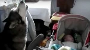 Perro y bebé, el dúo más tierno