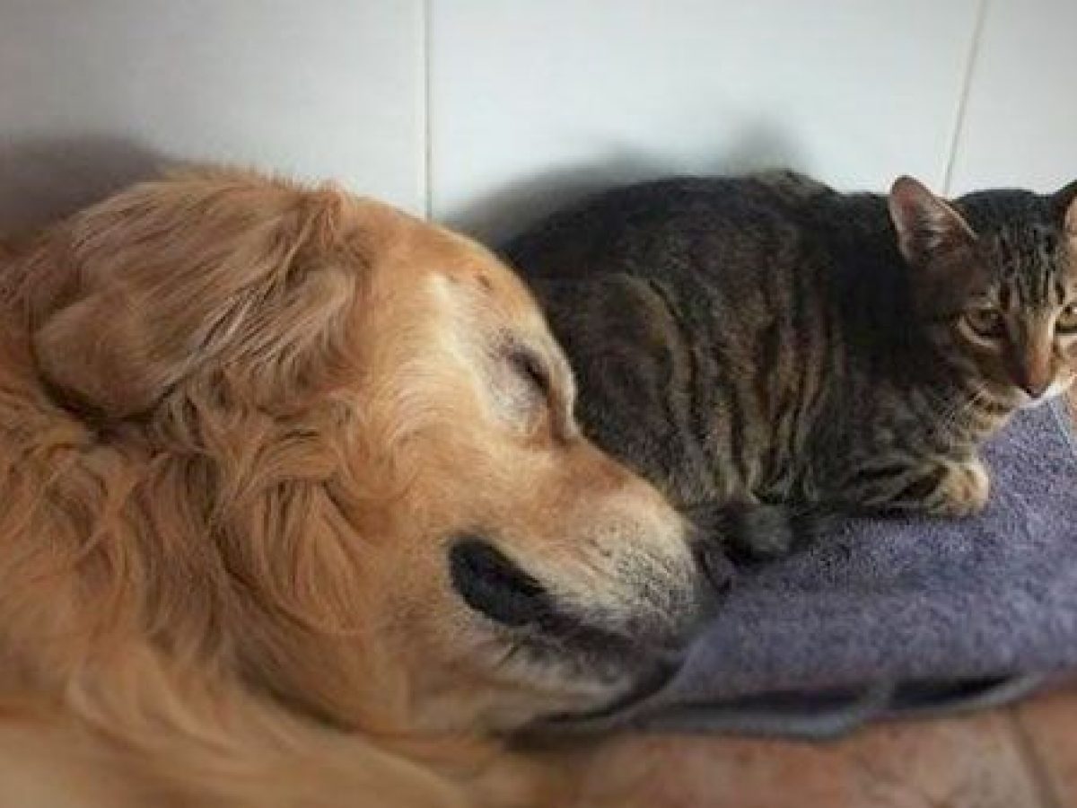 Creo que estoy enfermo Convocar estrecho Qué pasa si perros y gatos viven juntos en la misma casa? - Tiendanimal
