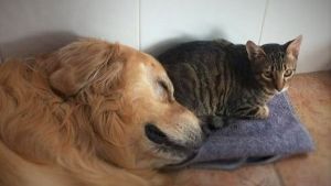¿Qué pasa si perros y gatos viven juntos en la misma casa?