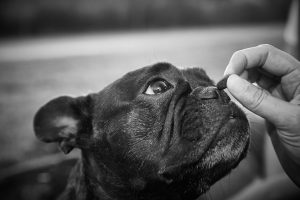 Mi-perro-no-quiere-comer