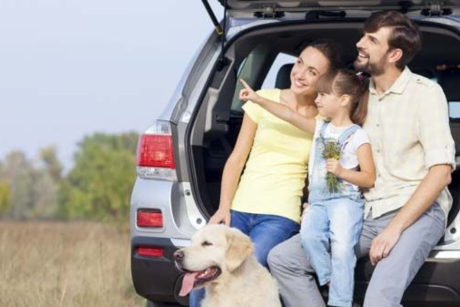Viajar con mi perro por carretera