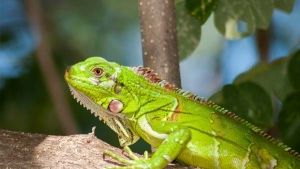 Anfibios y reptiles: cómo cuidarlos adecuadamente