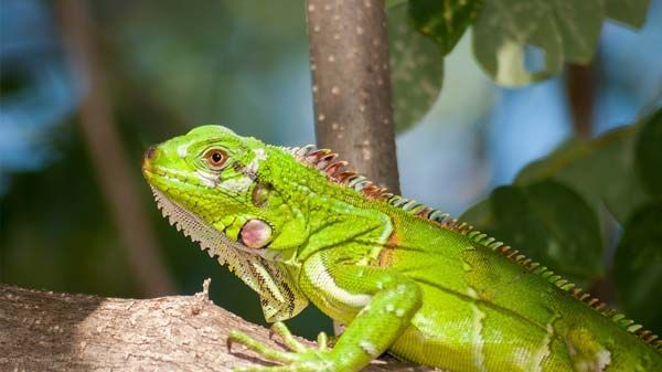 Anfibios y reptiles: cómo cuidarlos adecuadamente