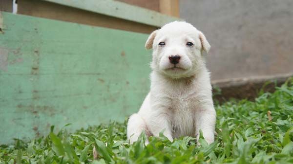 Cómo es el carácter de los perros cachorros cuando son adultos