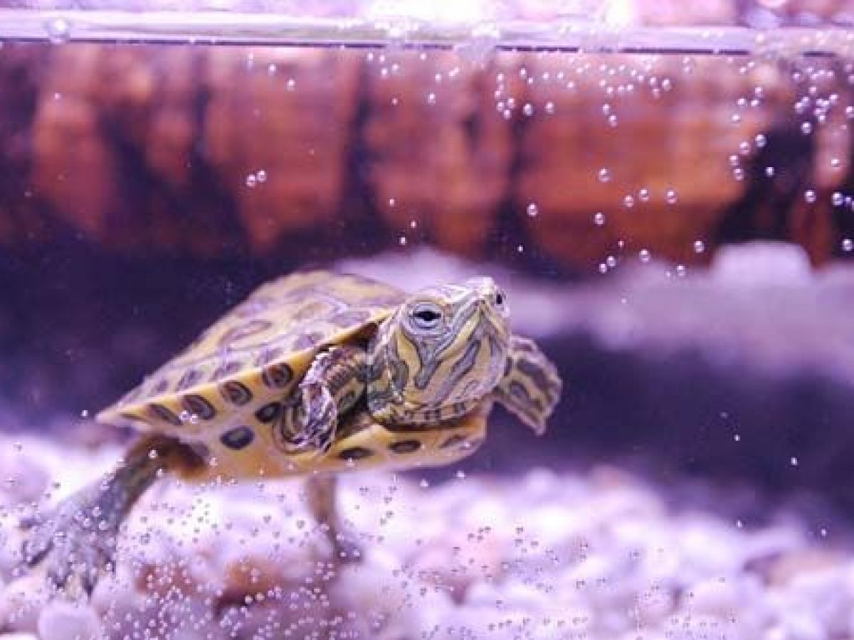 Dependencia jefe Decir la verdad Cómo criar una tortuga de agua? - Tiendanimal