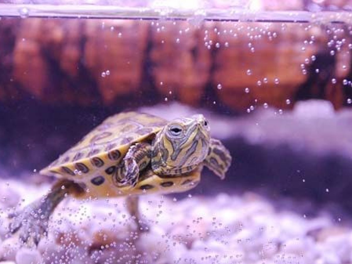 Abierto resistirse Shetland Cómo criar una tortuga de agua? - Tiendanimal