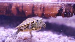 ¿Cómo criar una tortuga de agua?