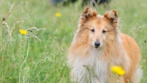 Cómo enseñar a un perro: transmítele paciencia y serenidad