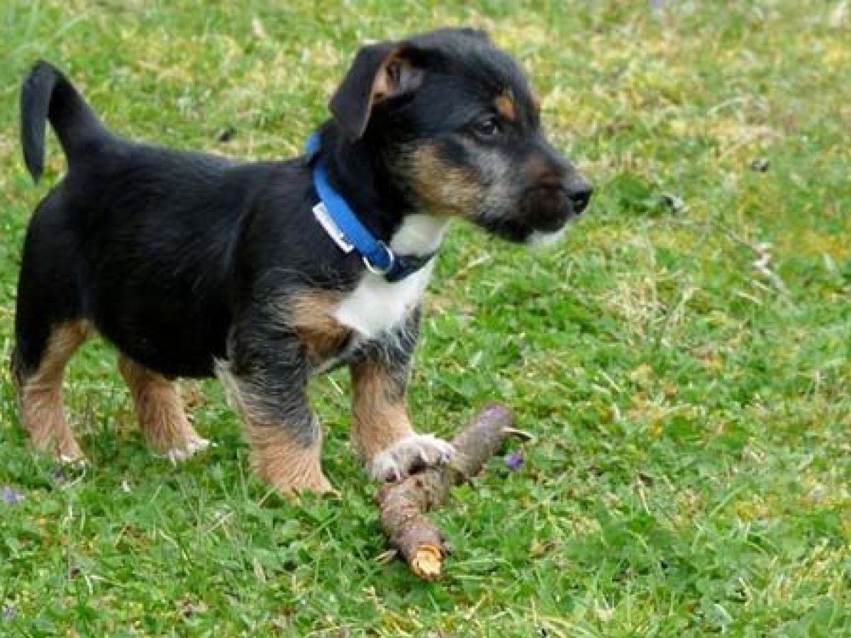 jugar con cachorros