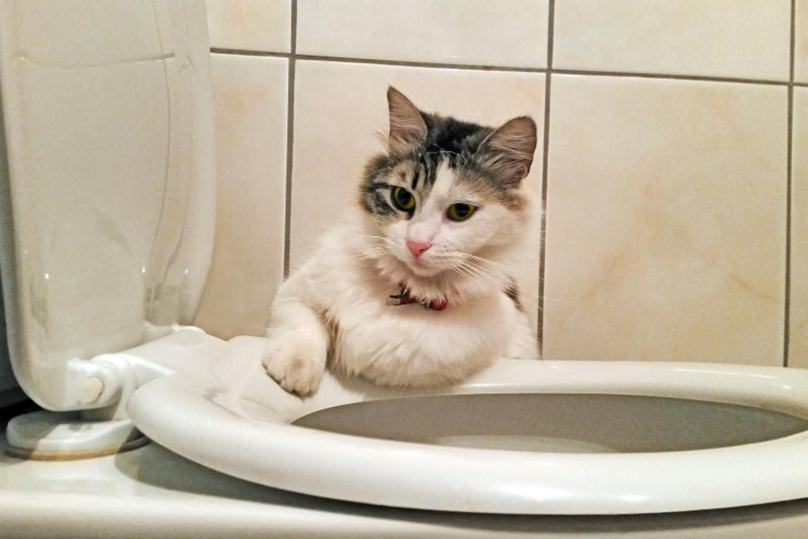Cómo enseñar a un gato a usar el WC paso a paso