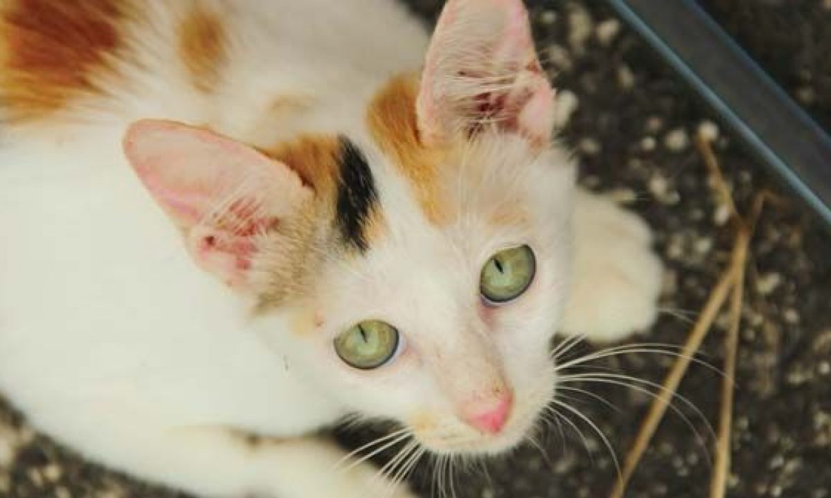 Comportamiento de los gatos: cómo detectar problemas resolverlos
