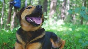 ¿Cuándo cambian los dientes los perros?