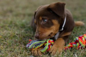 ¿Cuándo puedo sacar a pasear a mi cachorro a la calle?