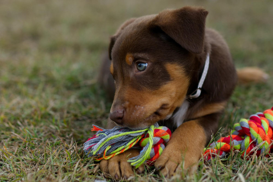 ¿Cuándo puedo sacar a pasear a mi cachorro a la calle?