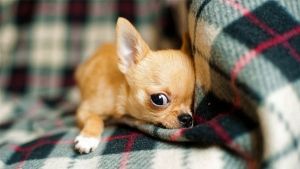 ¿Cuántas vacunas necesita un perro?